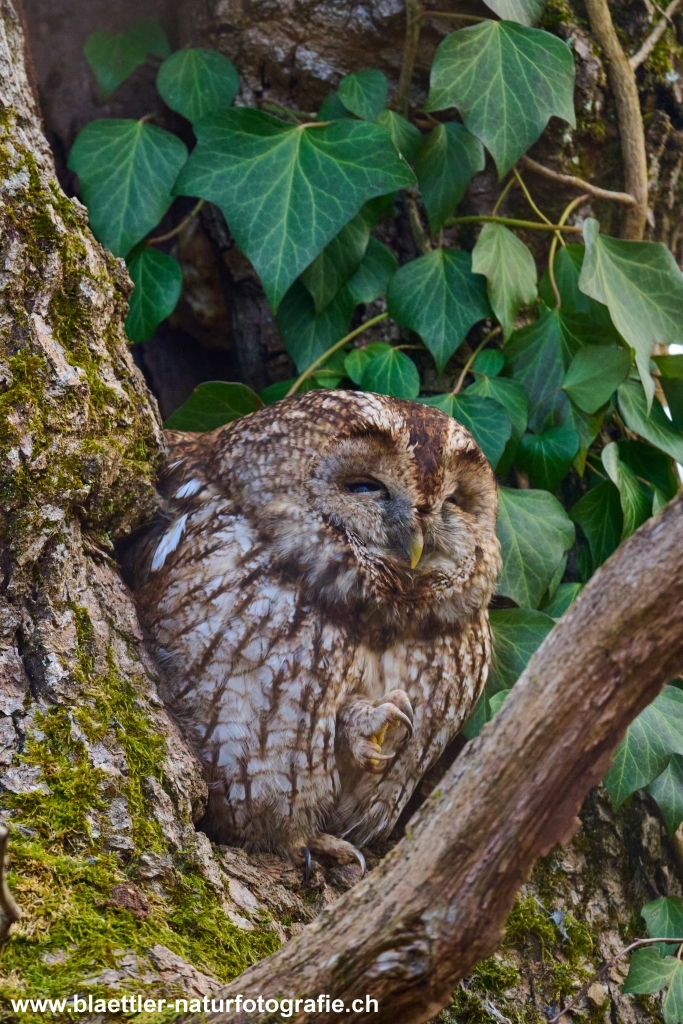 Waldkauz (Strix aluco) &copy; Sandra Bl&auml;ttler